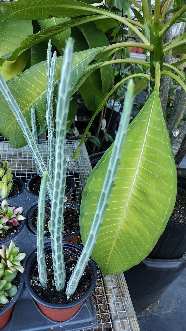 gemeiner efeu kaufen Gewöhnlicher Efeu kaufen | Hedera helix main image 0