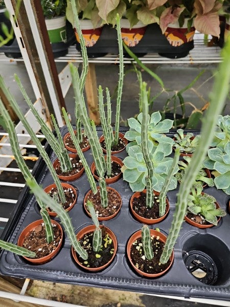 mouse tail cactus Rhipsalis baccifera  Fantastic Gardens