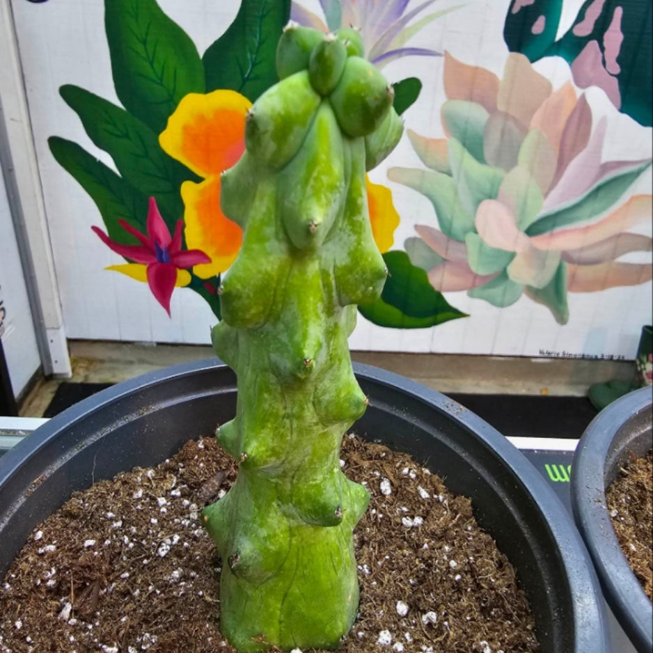 Cactus - Boobie *RARE* | Kimmy's Phantastic Gifts & Nursery