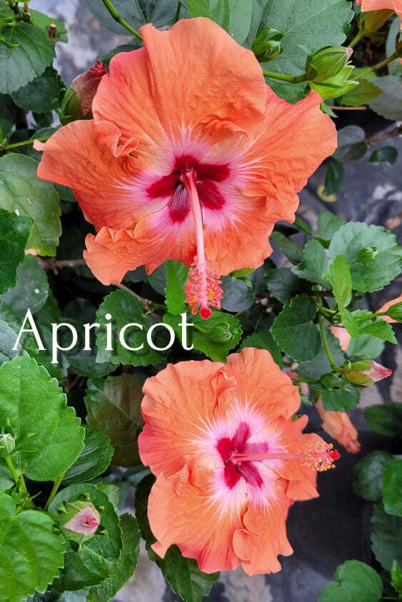 Cajun Two Step, This Dupont-Gerlich hibiscus cultivar is on…