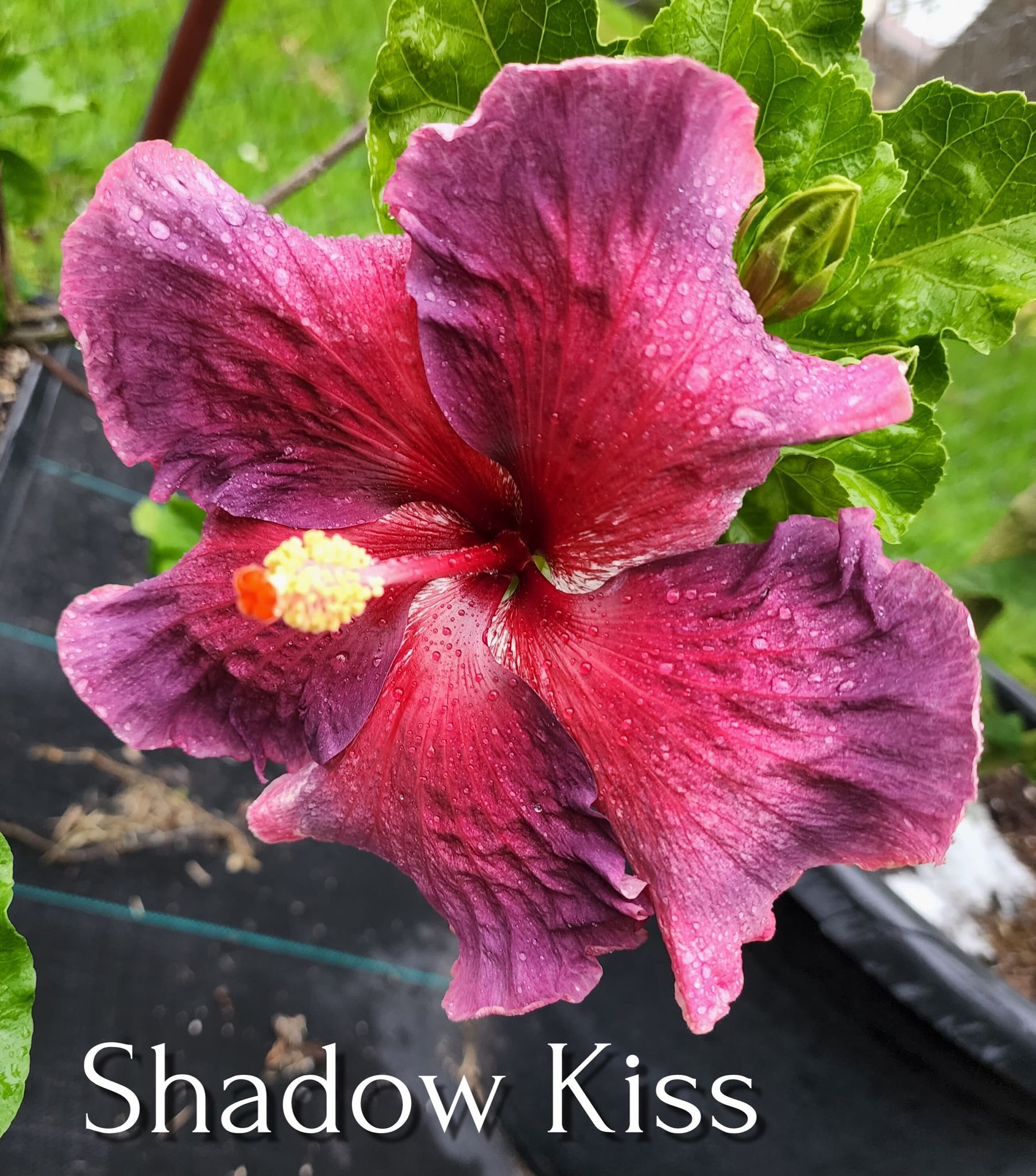 Cajun Two Step, This Dupont-Gerlich hibiscus cultivar is on…