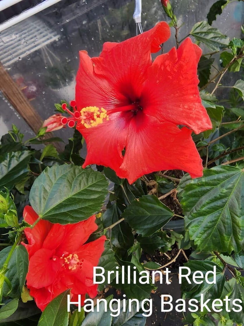 Cajun Two Step, This Dupont-Gerlich hibiscus cultivar is on…