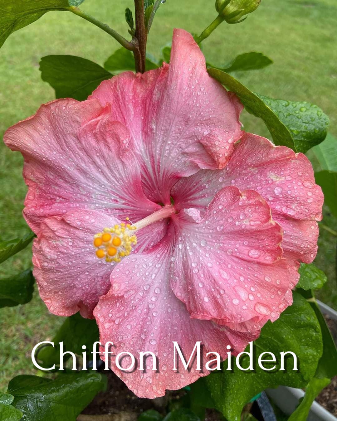 Cajun Two Step, This Dupont-Gerlich hibiscus cultivar is on…