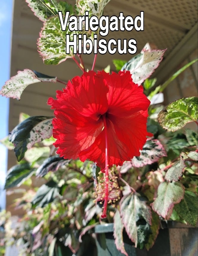 Cajun Two Step, This Dupont-Gerlich hibiscus cultivar is on…