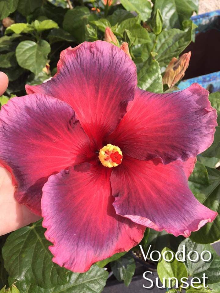 Cajun Two Step, This Dupont-Gerlich hibiscus cultivar is on…